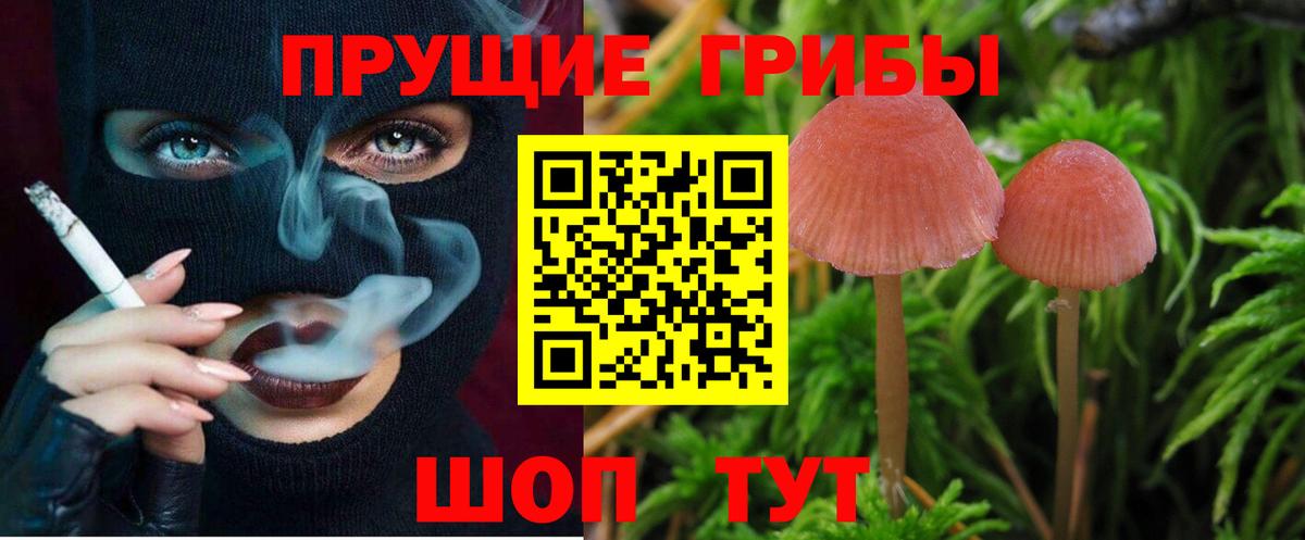 Псилоцибиновые грибы Psilocybine cubensis Гудермес